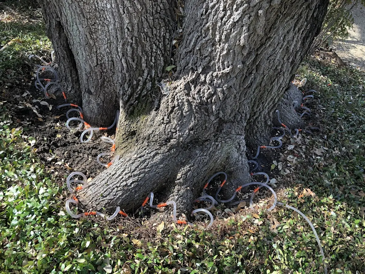Detailed Tree Cabling and Bracing job site in North Kingsville