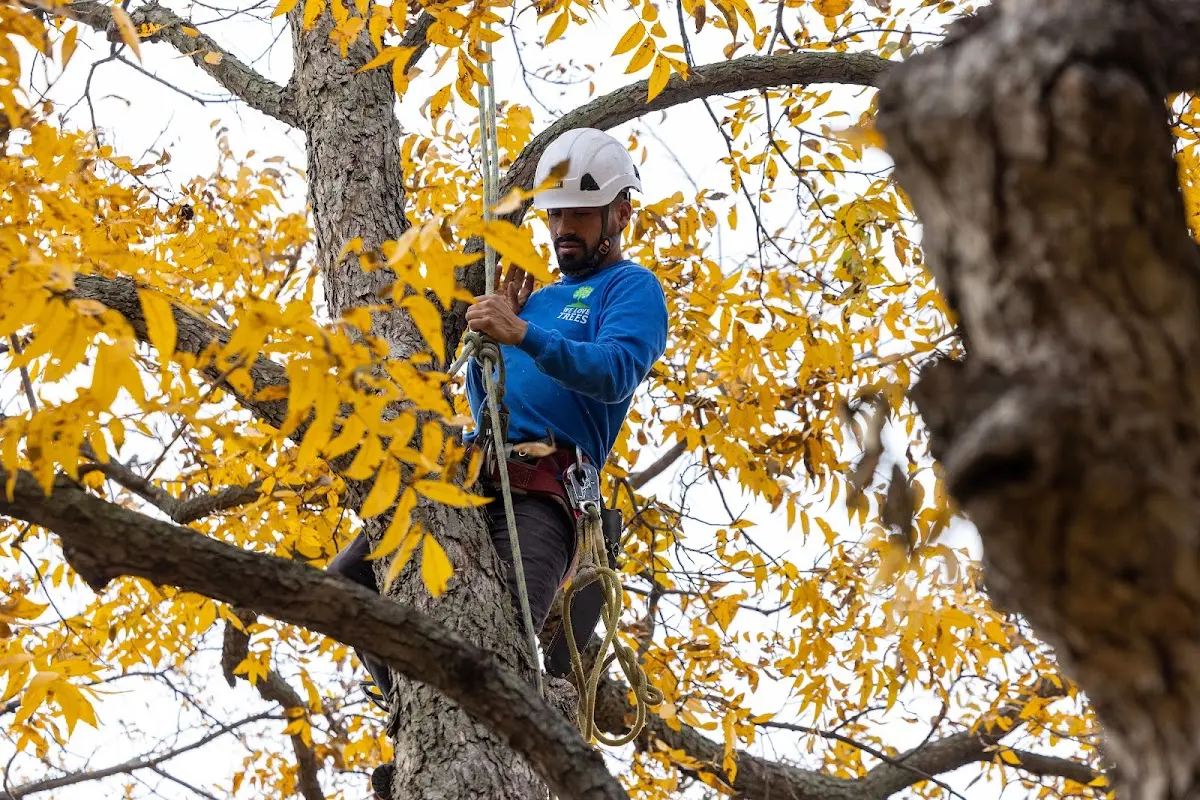 Skilled Tree Planing crew working in North Kingsville
