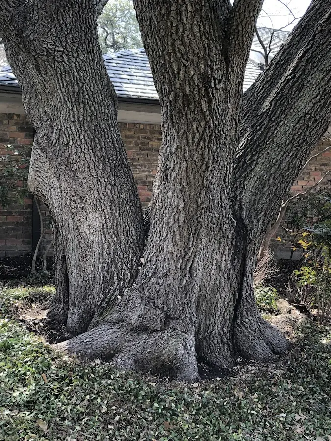 Mature heritage tree close to a North Kingsville property cared for by certified arborists